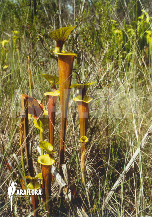 Sarracenia flava