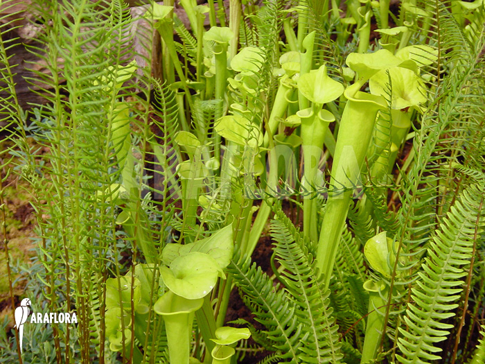 Sarracenia garden