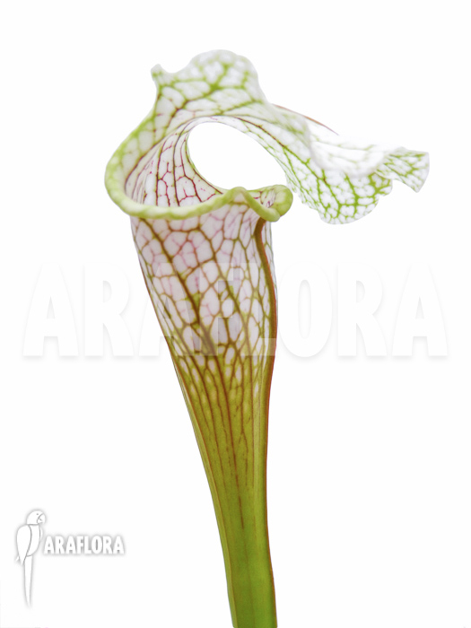 Sarracenia leucophylla ‘Big head’