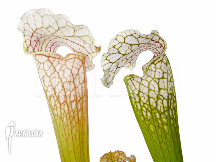 Sarracenia leucophylla ‘Big head’