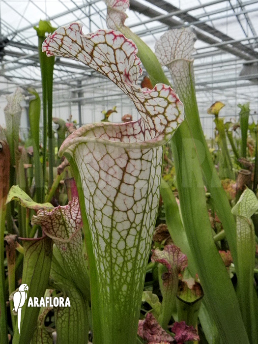 Sarracenia leucophylla ‘Large and white’