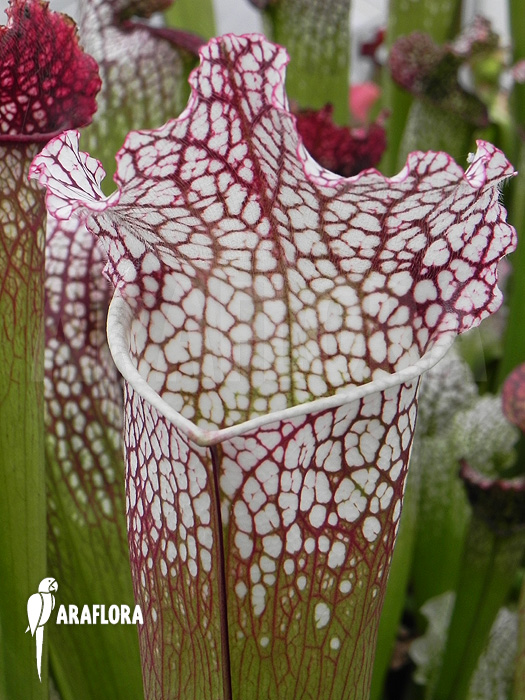 Sarracenia leucophylla ‘Large red mouth’