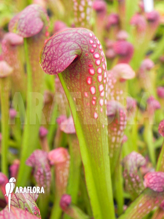 Sarracenia minor starter