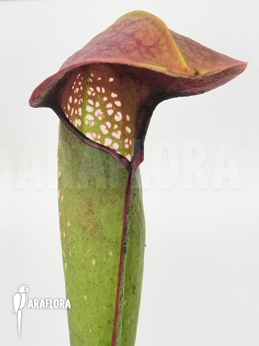 Sarracenia minor ‘Okefenokee Giant’