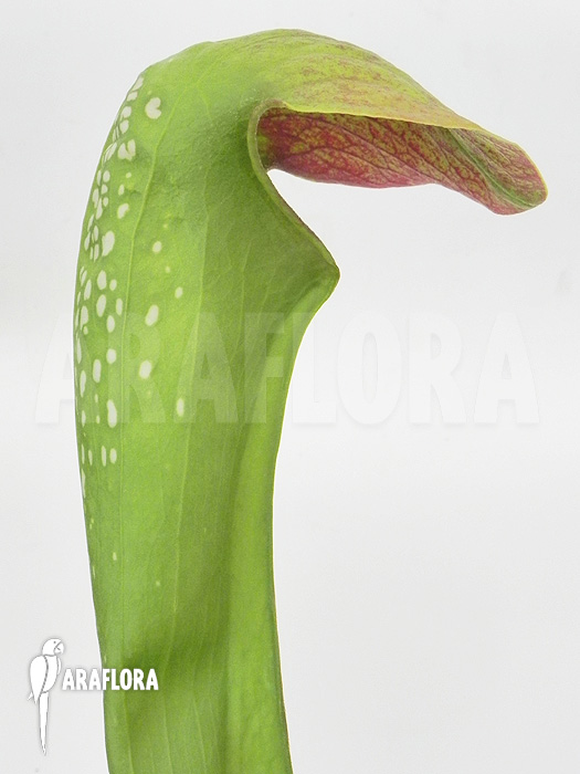 Sarracenia minor ‘Okefenokee Giant’