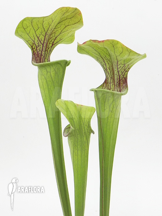 Sarracenia oreophila ‘Red line’