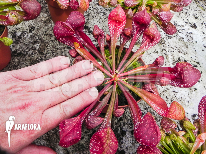 Sarracenia psittacina giant