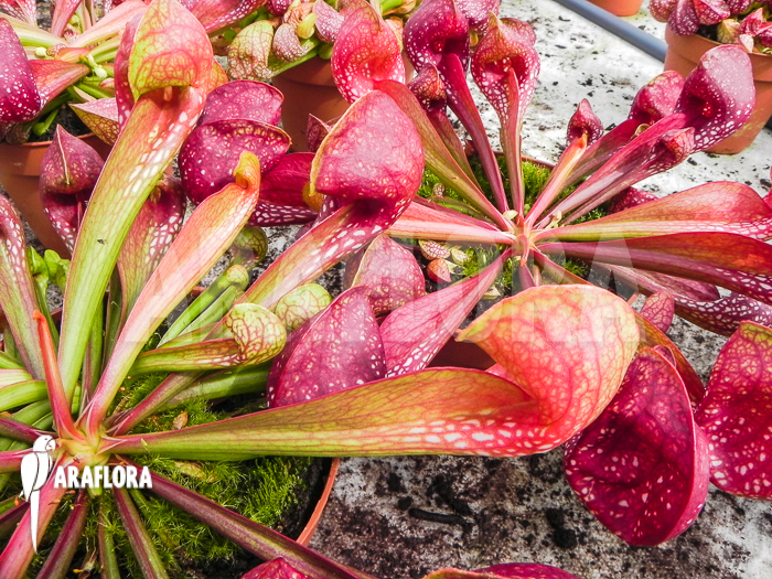 Sarracenia psittacina giant