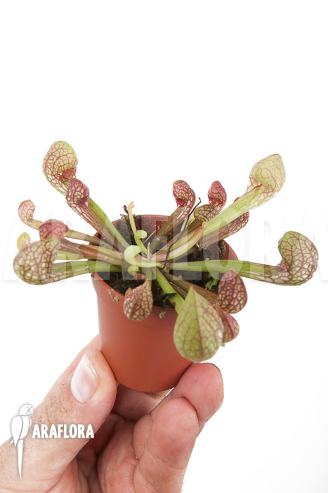 Sarracenia psittacina ‘starter’