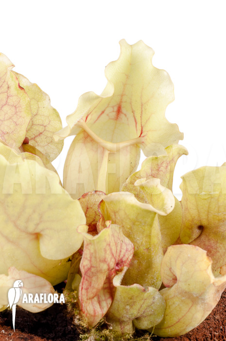 Sarracenia purpurea var venosa ‘White Ghost’