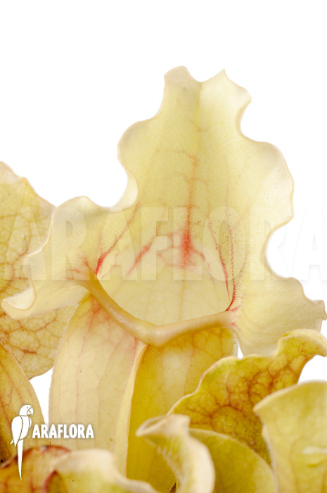 Sarracenia purpurea var venosa ‘White Ghost’