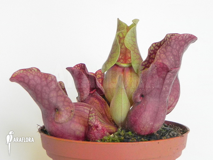 Sarracenia purpurea var. venosa ‘HS’