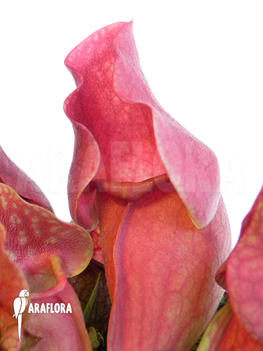 Sarracenia purpurea var. venosa ‘Red’