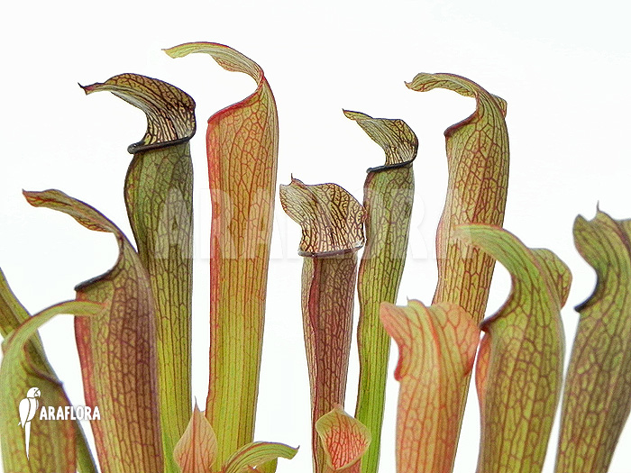 Sarracenia rubra ssp rubra