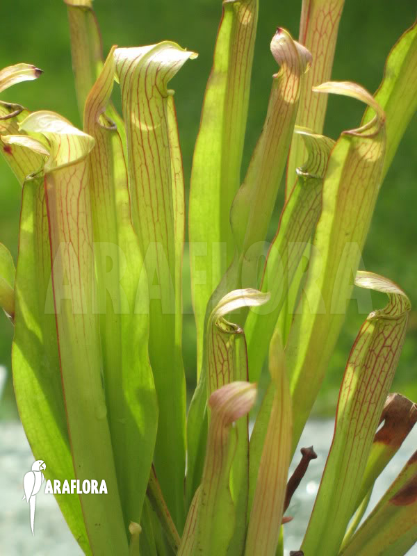 Sarracenia rubra ssp rubra