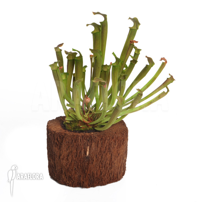 Sarracenia rubra ssp wherry giant