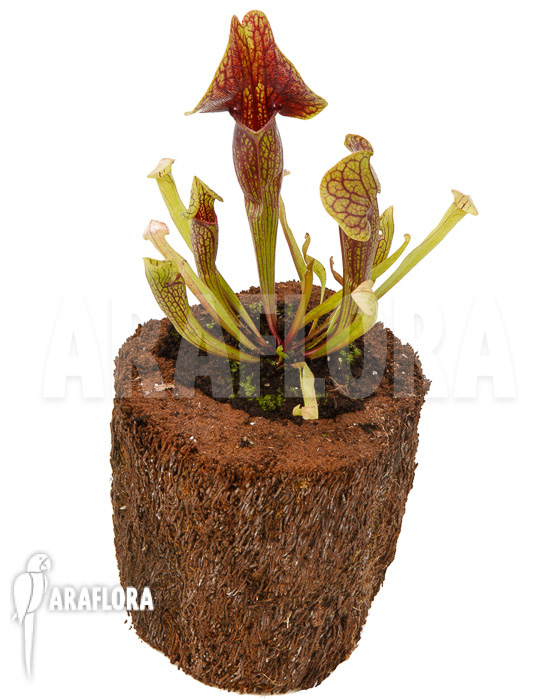 Sarracenia x Linda ‘M’