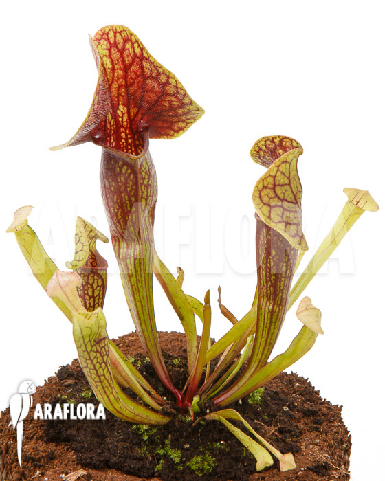 Sarracenia x Linda ‘M’