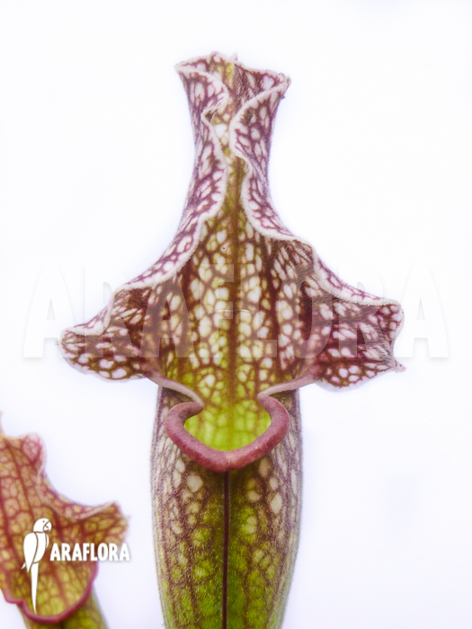 Sarracenia x ‘Royal Wizard’