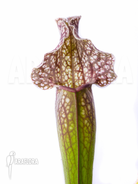 Sarracenia x ‘Royal Wizard’