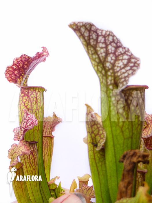 Sarracenia x ‘Royal Wizard’