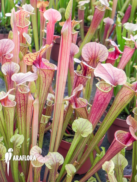 Sarracenia x Tygo
