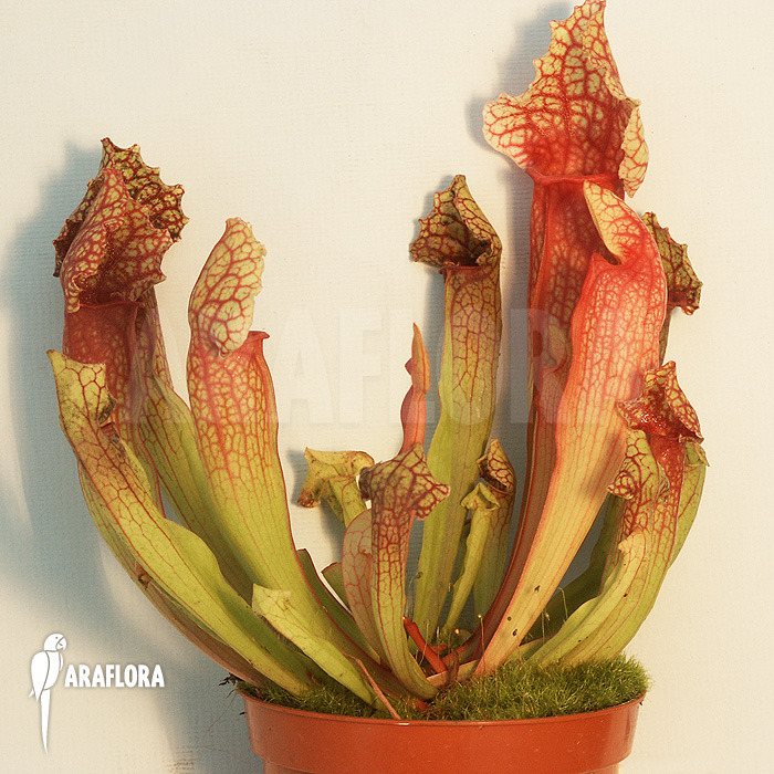 Sarracenia x leucophylla x mitchelliana