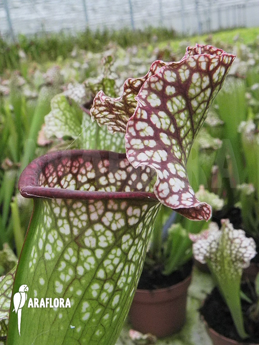 Sarracenia x leucophylla ‘Big daddy’