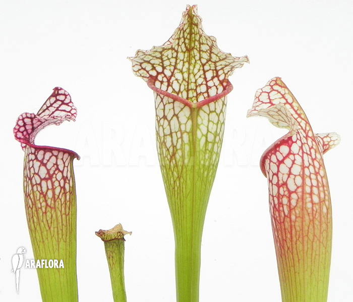Sarracenia x leucophylla ‘Royal WhiteRed’