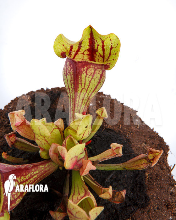 Sarracenia x purpurea ‘Leprechaun’
