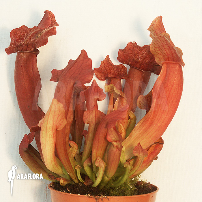 Sarracenia x purpurea hybrid A