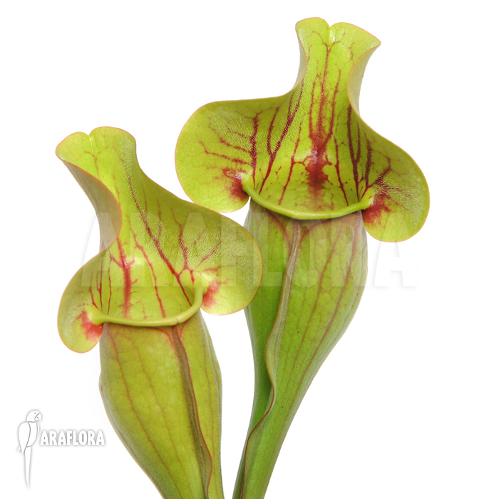 Sarracenia x purpurea hybrid C