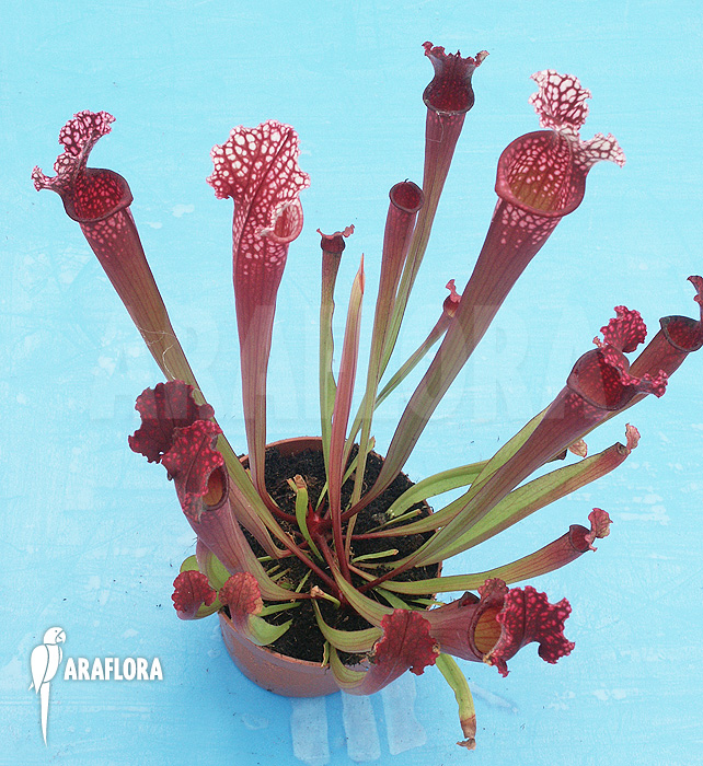 Sarracenia x stevensii