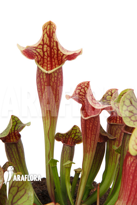 Sarracenia x Tess ‘XL’