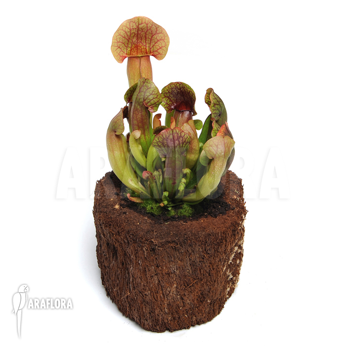 Sarracenia x ‘Barbapapa’