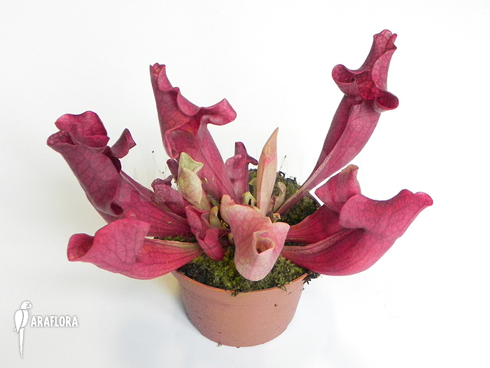 Sarracenia x ‘Ewalina’