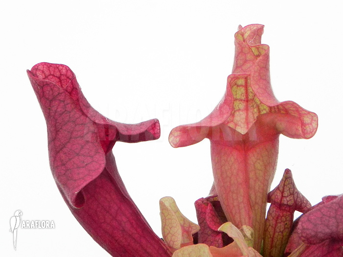 Sarracenia x ‘Ewalina’