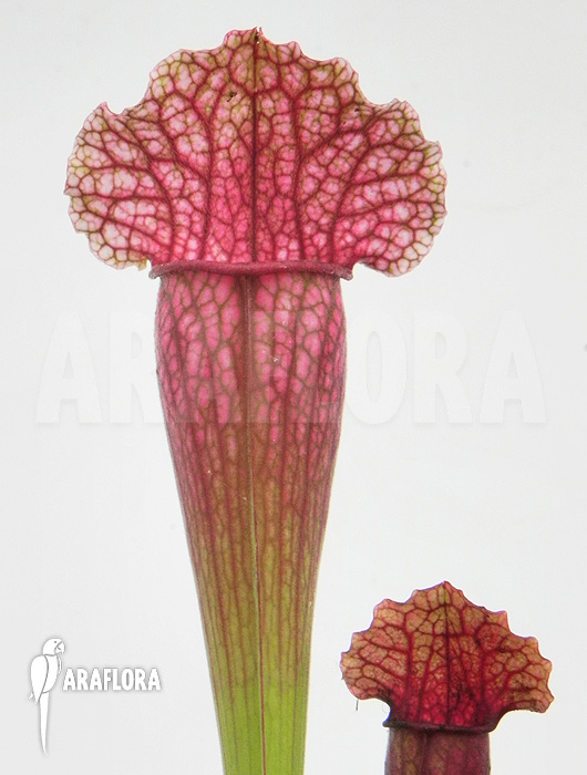 Sarracenia x ‘Fiona’