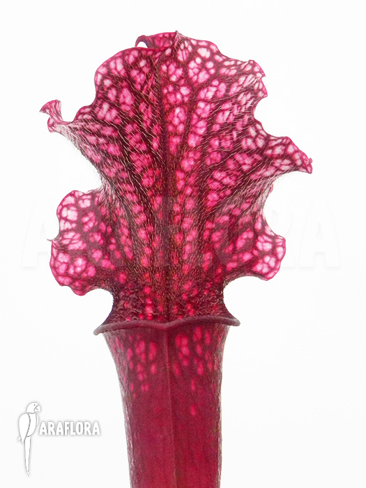 Sarracenia-x_Judith_-1