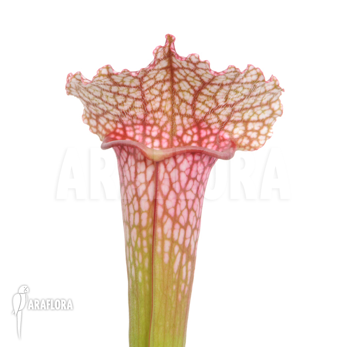 Sarracenia x ‘juthatip Soper’