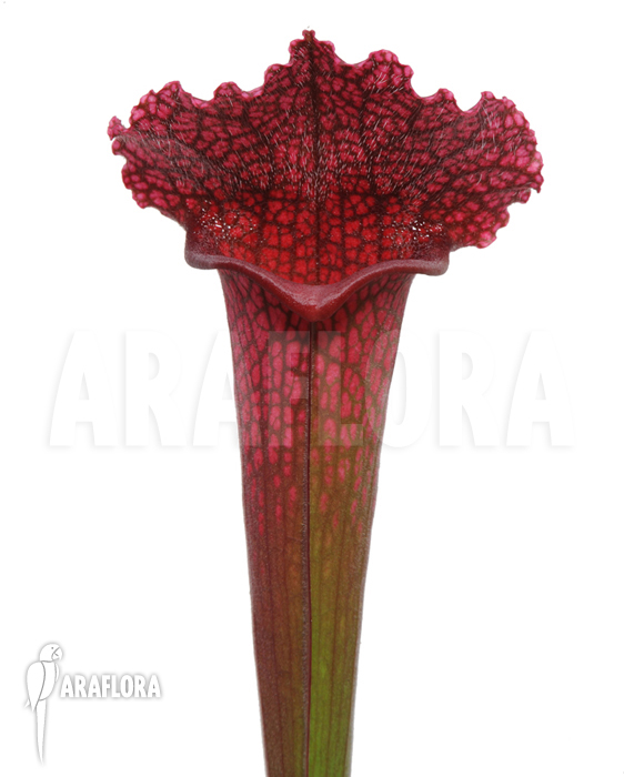 Sarracenia x ‘juthatip Soper’