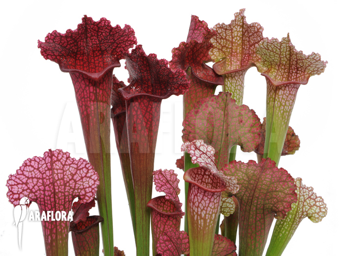 Sarracenia x ‘juthatip Soper’