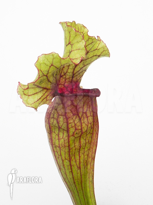 Sarracenia x ‘Lucky Leuco’