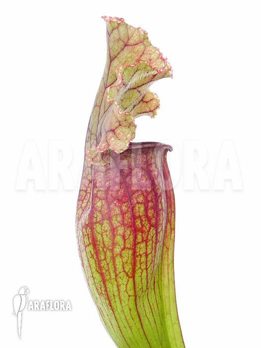 Sarracenia x ‘Lucky Leuco’