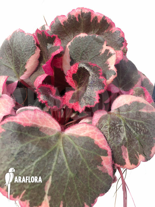 Saxifraga stolonifera tricolor