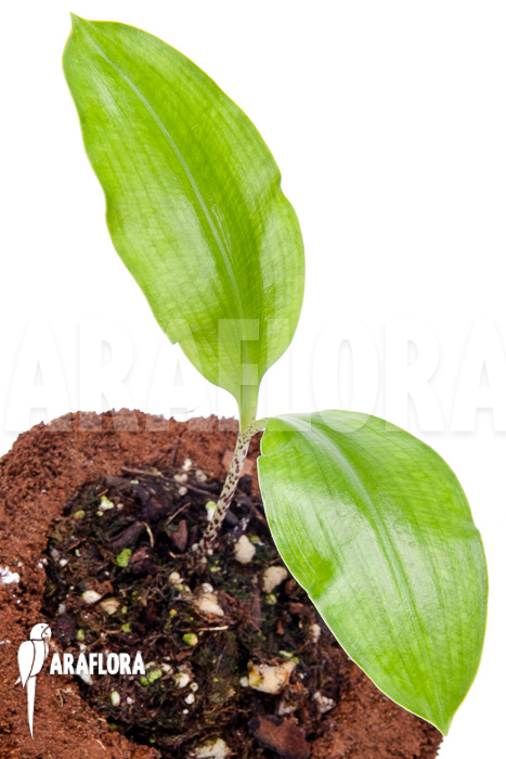 Scadoxus multiflorus ssp multiflorus ‘S’