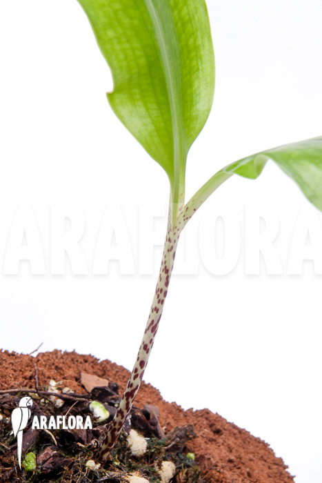Scadoxus multiflorus ssp multiflorus ‘S’