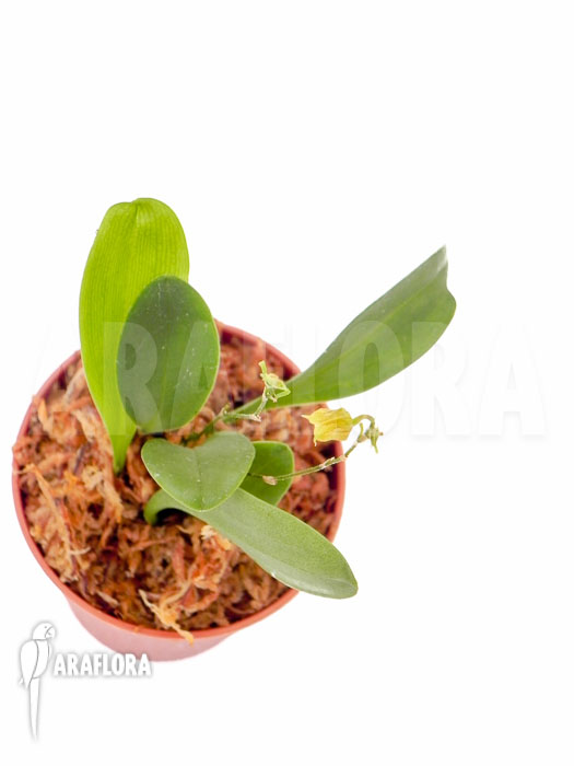 Scaphosepalum verrucosum