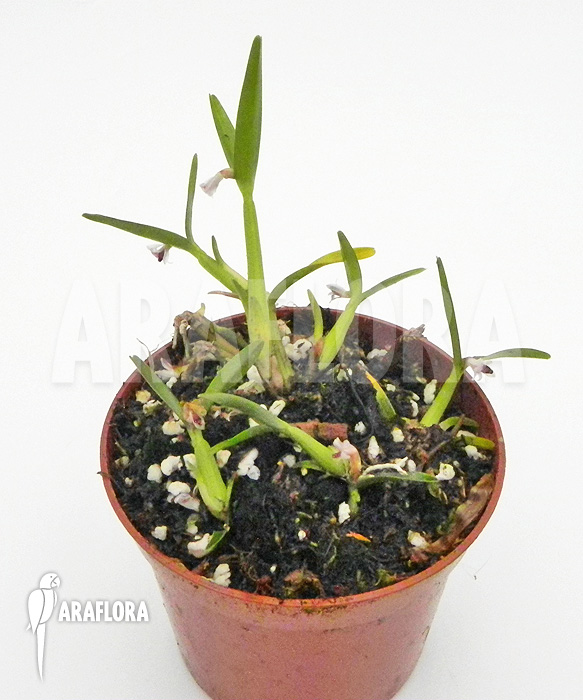 Scaphyglottis prolifera ‘S’