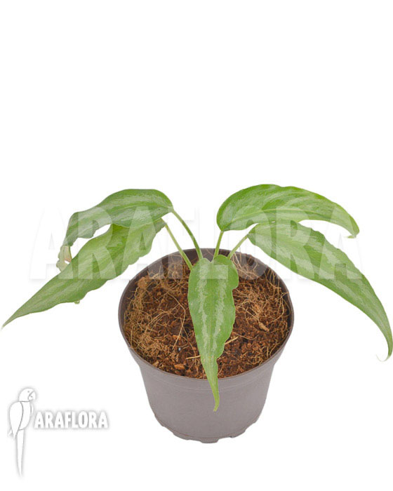 Schismatoglottis wallichii (long leaf) starter